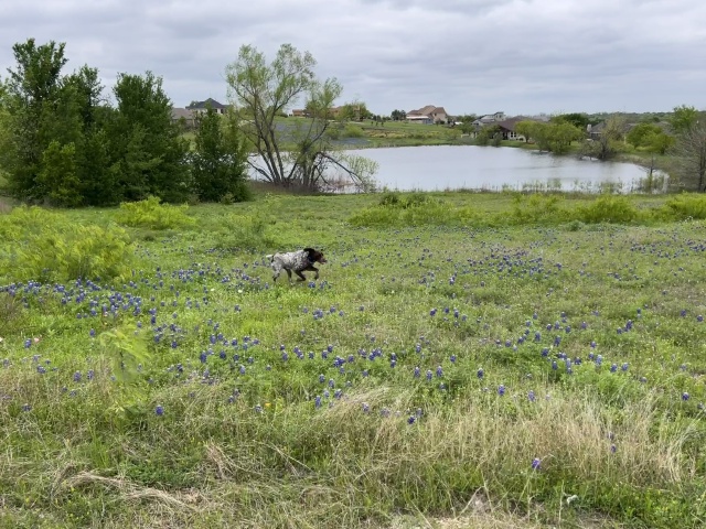 2024/01(January)/Blaze/640x480_2024-03-25-13-Blaze-Bluebonnets.JPG