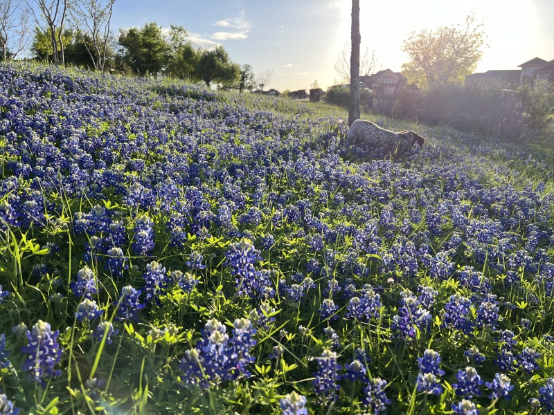 2024/01(January)/Blaze/800x600_2024-03-25-07-Blaze-Bluebonnets.JPG