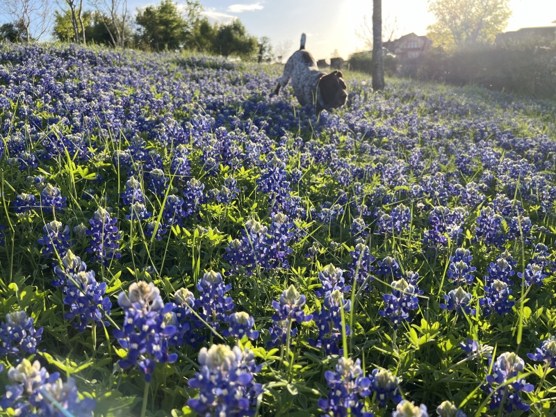 2024/01(January)/Blaze/800x600_2024-03-25-10-Blaze-Bluebonnets.JPG