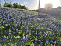 2024-03-25-07-Blaze-Bluebonnets.JPG