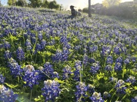 2024-03-25-08-Blaze-Bluebonnets.JPG