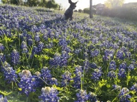 2024-03-25-09-Blaze-Bluebonnets.JPG