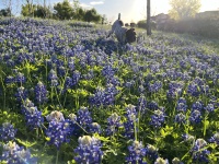 2024-03-25-10-Blaze-Bluebonnets.JPG