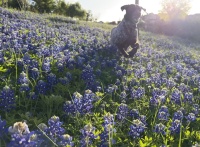 2024-03-25-11-Blaze-Bluebonnets.JPG