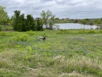 2024-03-25-12-Blaze-Bluebonnets.JPG