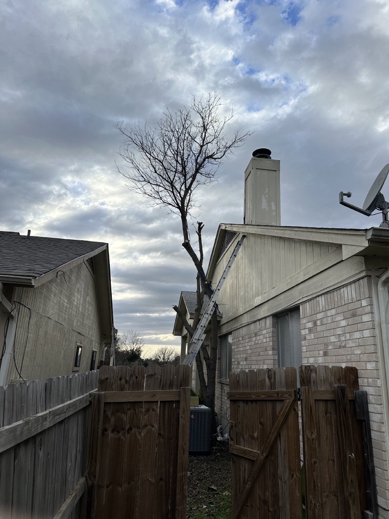 2024/01(January)/Disraeli-Water-Pipe-Replacement/800x600_2024-01-08-Disraeli-Water-RePIPE-09-Tree-Removal.JPG