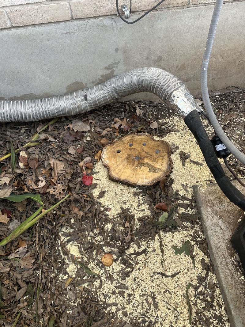 2024/01(January)/Disraeli-Water-Pipe-Replacement/800x600_2024-01-13-Disraeli-Water-RePIPE-92-Tree-Removed.JPG