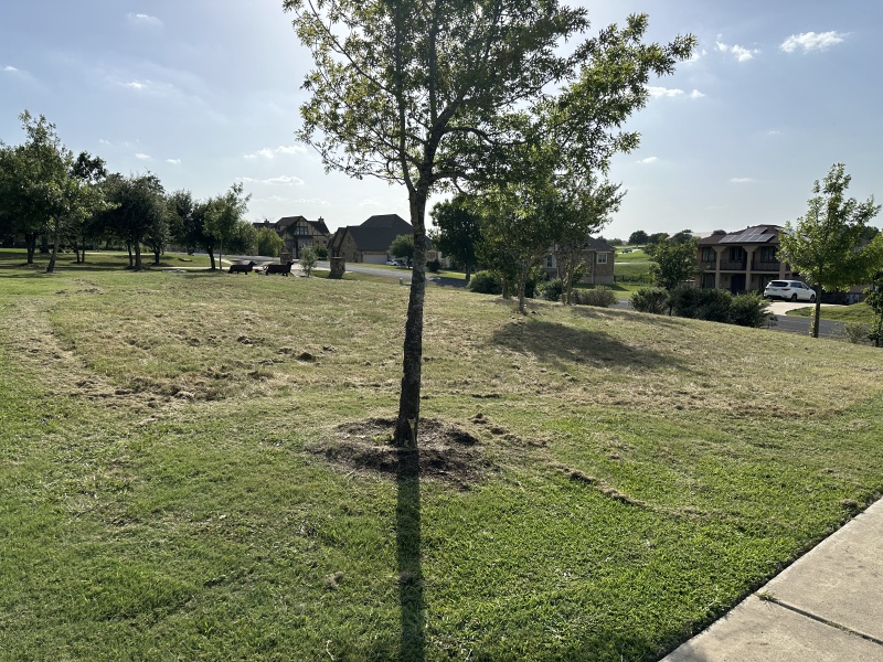 2024/01(January)/Misc/800x600_2024-07-01-25-Mowed-Hutto-BlueBonnet-Field.JPG