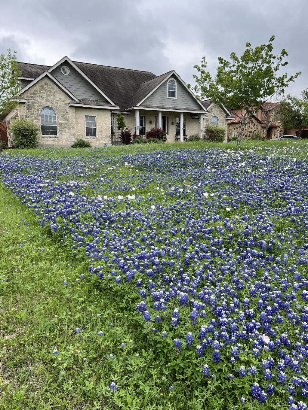 2024/03(March)/BlueBonnets/1024x768_2024-03-31-Bluebonnets-5.JPG