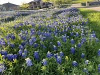 2024/03(March)/BlueBonnets/2024-03-25-Bluebonnets-1.JPG