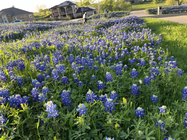 2024/03(March)/BlueBonnets/640x480_2024-03-25-Bluebonnets-2.JPG