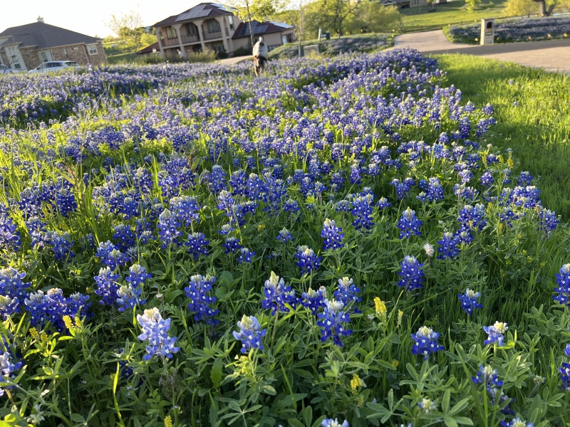 2024/03(March)/BlueBonnets/800x600_2024-03-25-Bluebonnets-2.JPG