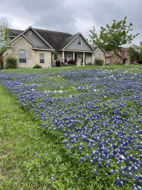 2024-03-31-Bluebonnets-5.JPG