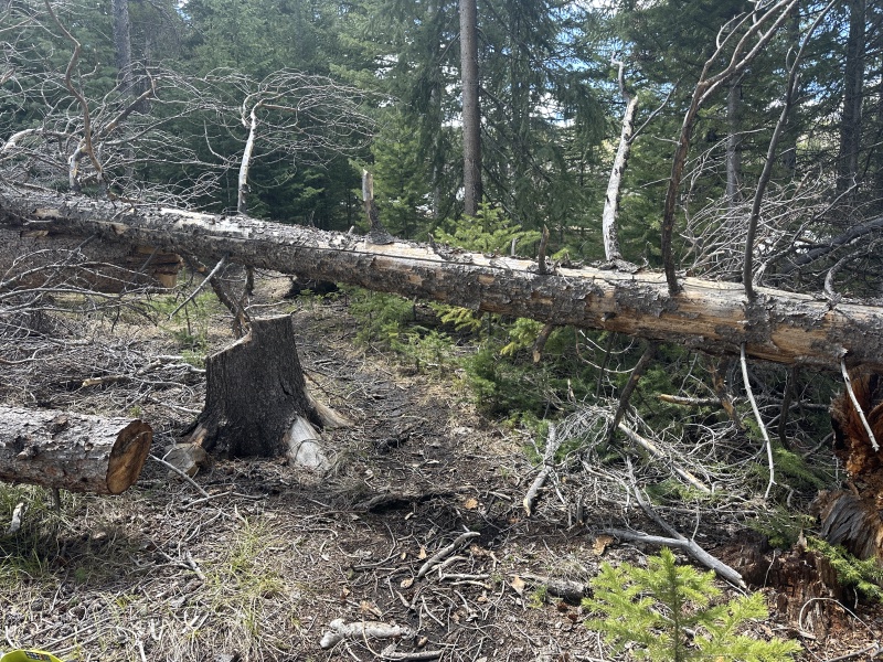 2024/05(May)/Colorado/800x600_2024-05-16-Colorado-087-trail-maintenance.JPG
