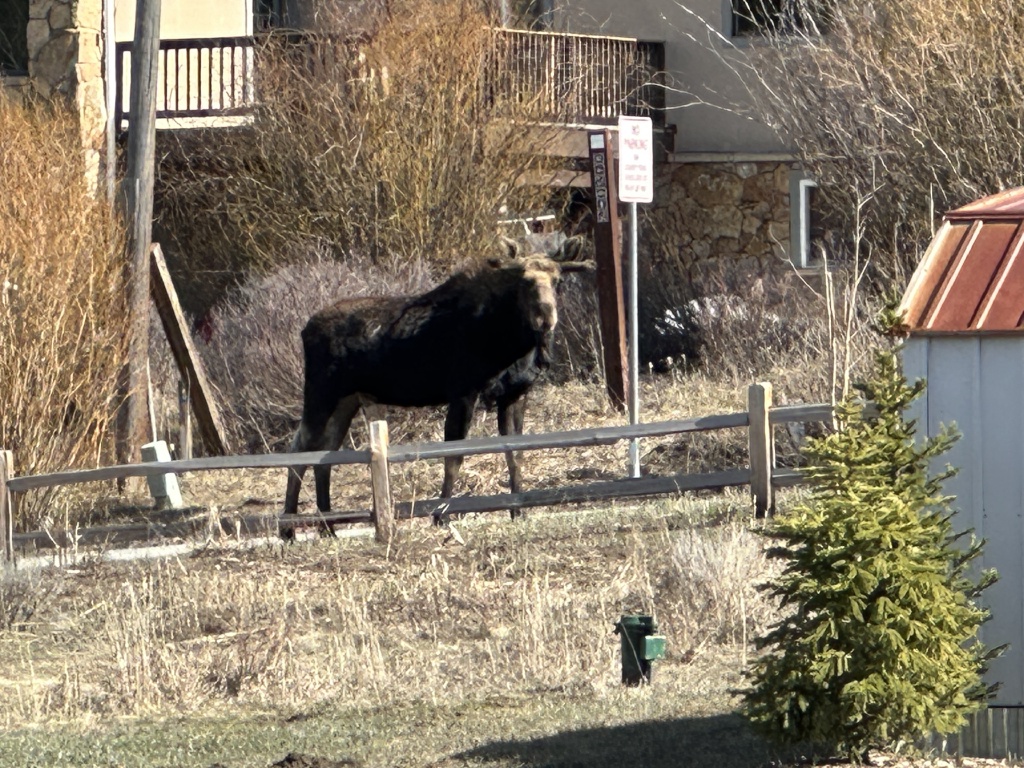 2024/05(May)/Moose/1024x768_2024-05-02-Moose-02.JPG