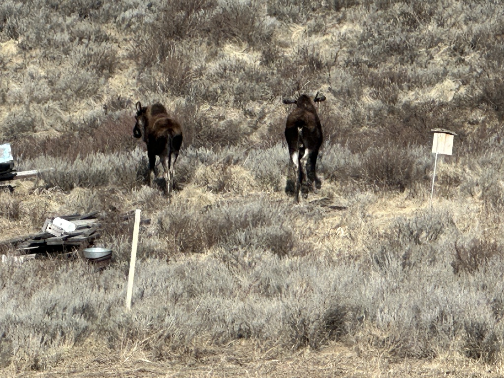 2024/05(May)/Moose/1024x768_2024-05-02-Moose-03.JPG