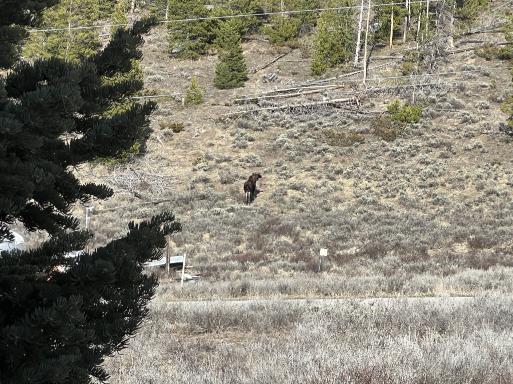 2024/05(May)/Moose/1024x768_2024-05-02-Moose-04.JPG