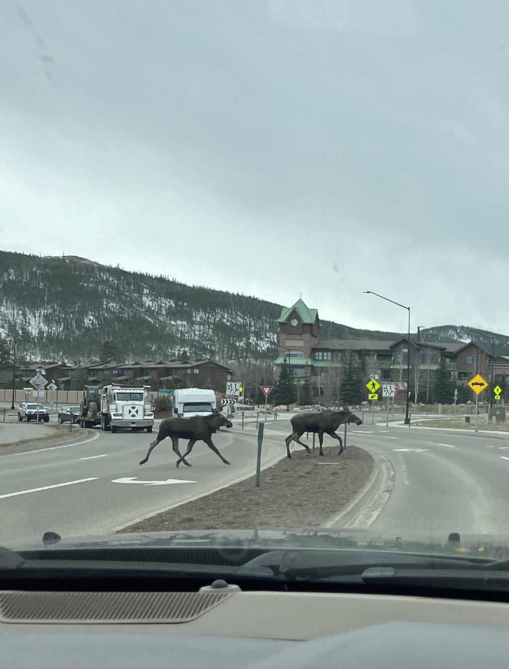 2024/05(May)/Moose/1024x768_2024-05-11-Moose-07.JPG