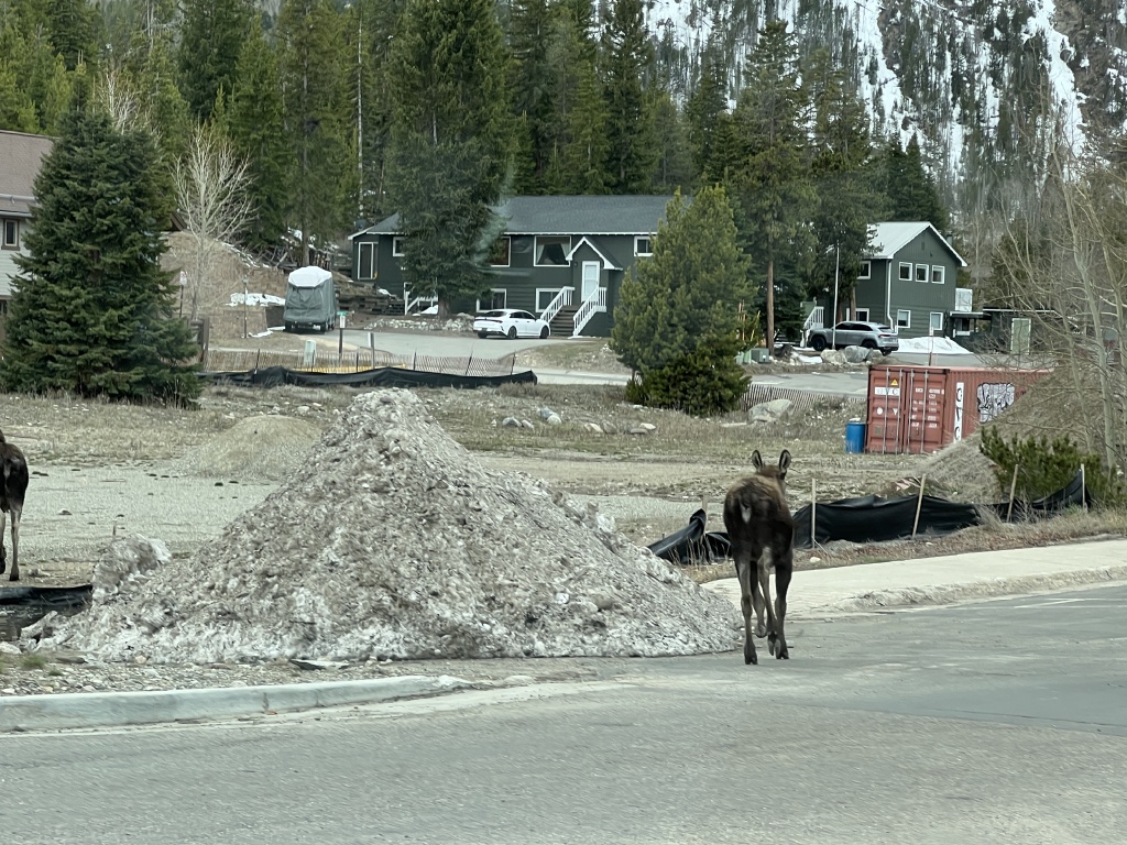 2024/05(May)/Moose/1024x768_2024-05-11-Moose-08.JPG