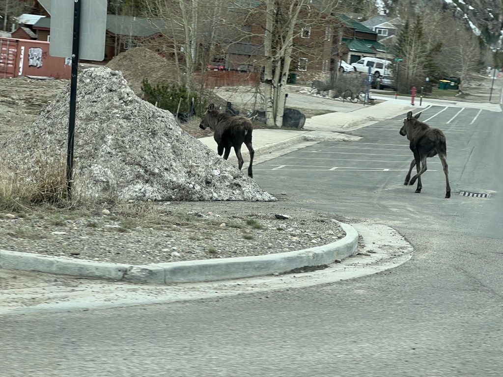 2024/05(May)/Moose/1024x768_2024-05-11-Moose-09.JPG