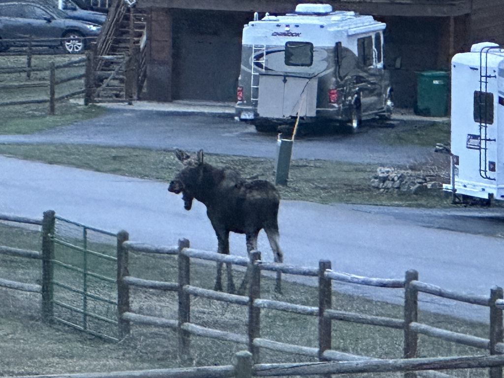 2024/05(May)/Moose/1024x768_2024-05-11-Moose-10.JPG