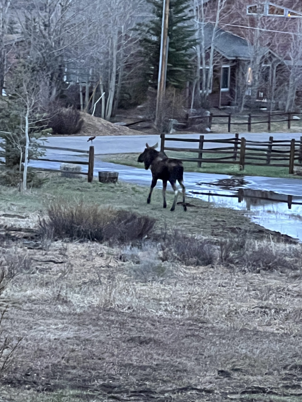 2024/05(May)/Moose/1024x768_2024-05-11-Moose-12.JPG