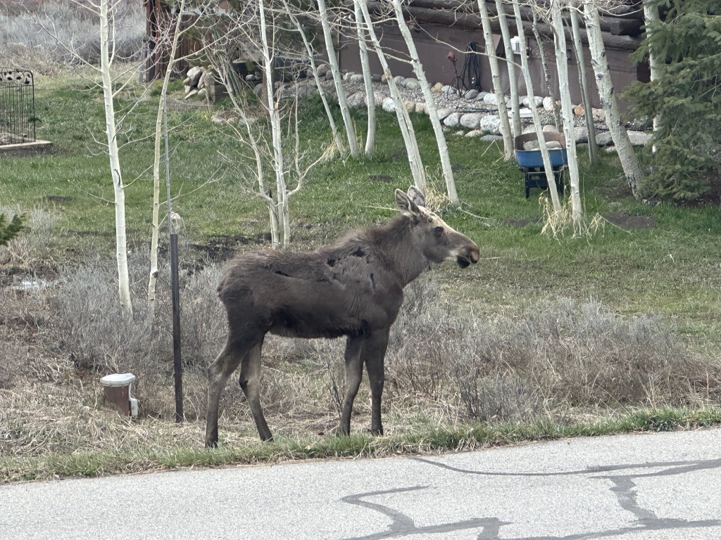 2024/05(May)/Moose/1024x768_2024-05-15-Moose-19.JPG