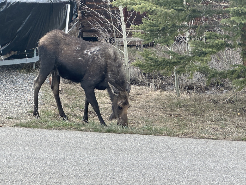 2024/05(May)/Moose/1024x768_2024-05-15-Moose-21.JPG