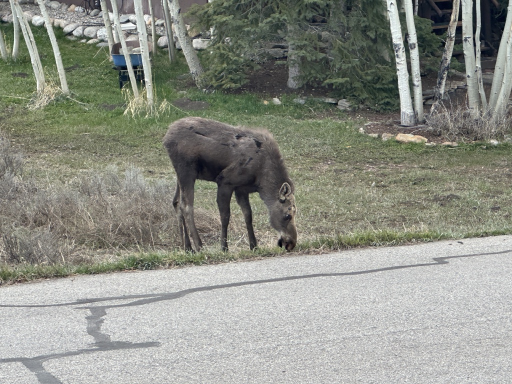 2024/05(May)/Moose/1024x768_2024-05-15-Moose-22.JPG