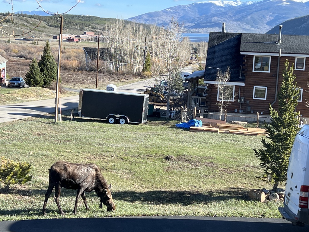 2024/05(May)/Moose/1024x768_2024-05-16-Moose-26.JPG