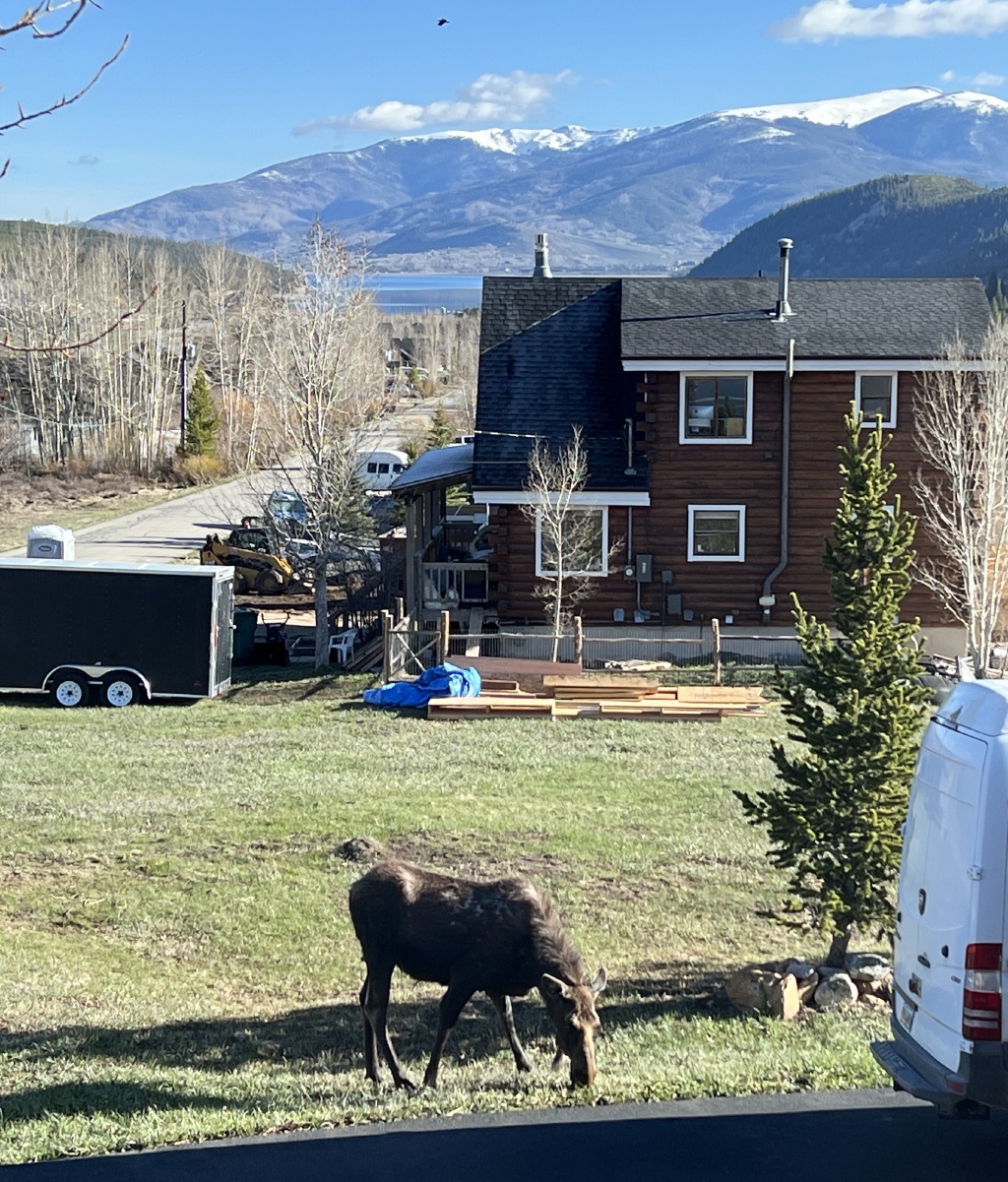 2024/05(May)/Moose/1024x768_2024-05-16-Moose-28.JPG