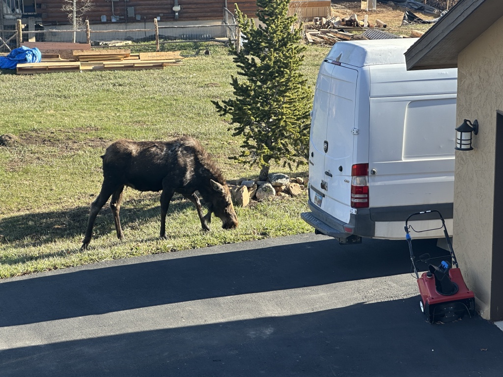 2024/05(May)/Moose/1024x768_2024-05-16-Moose-30.JPG