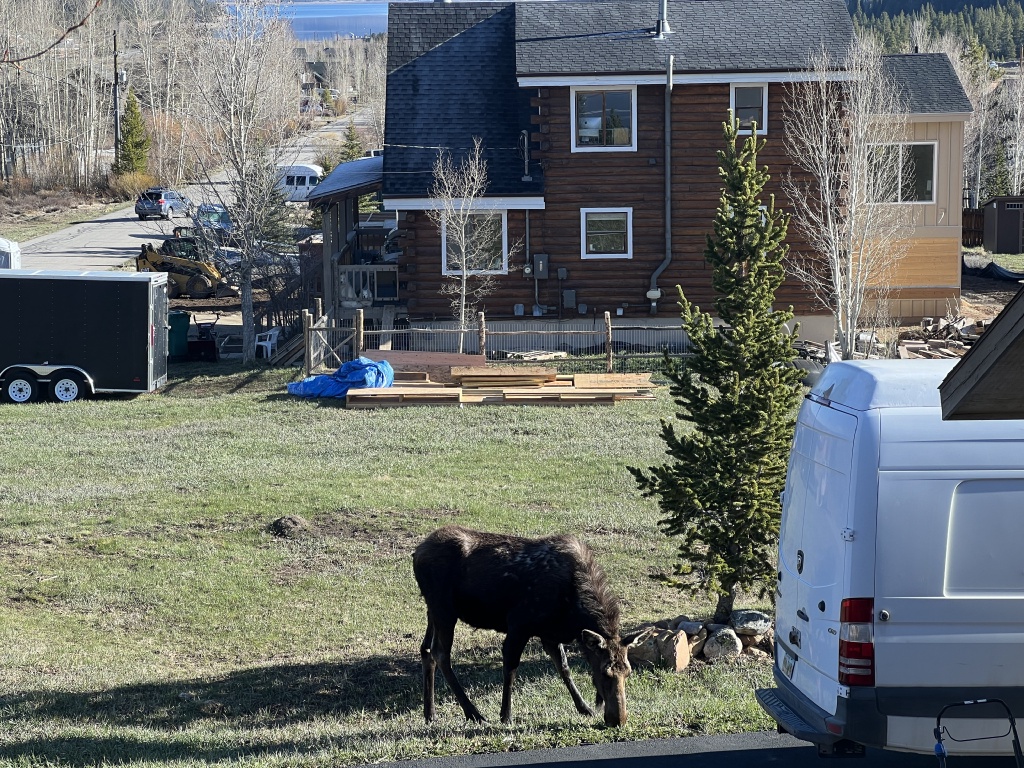 2024/05(May)/Moose/1024x768_2024-05-16-Moose-31.JPG