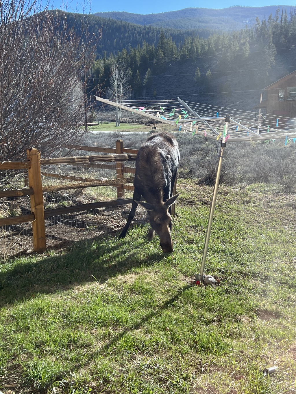 2024/05(May)/Moose/1024x768_2024-05-16-Moose-33.JPG