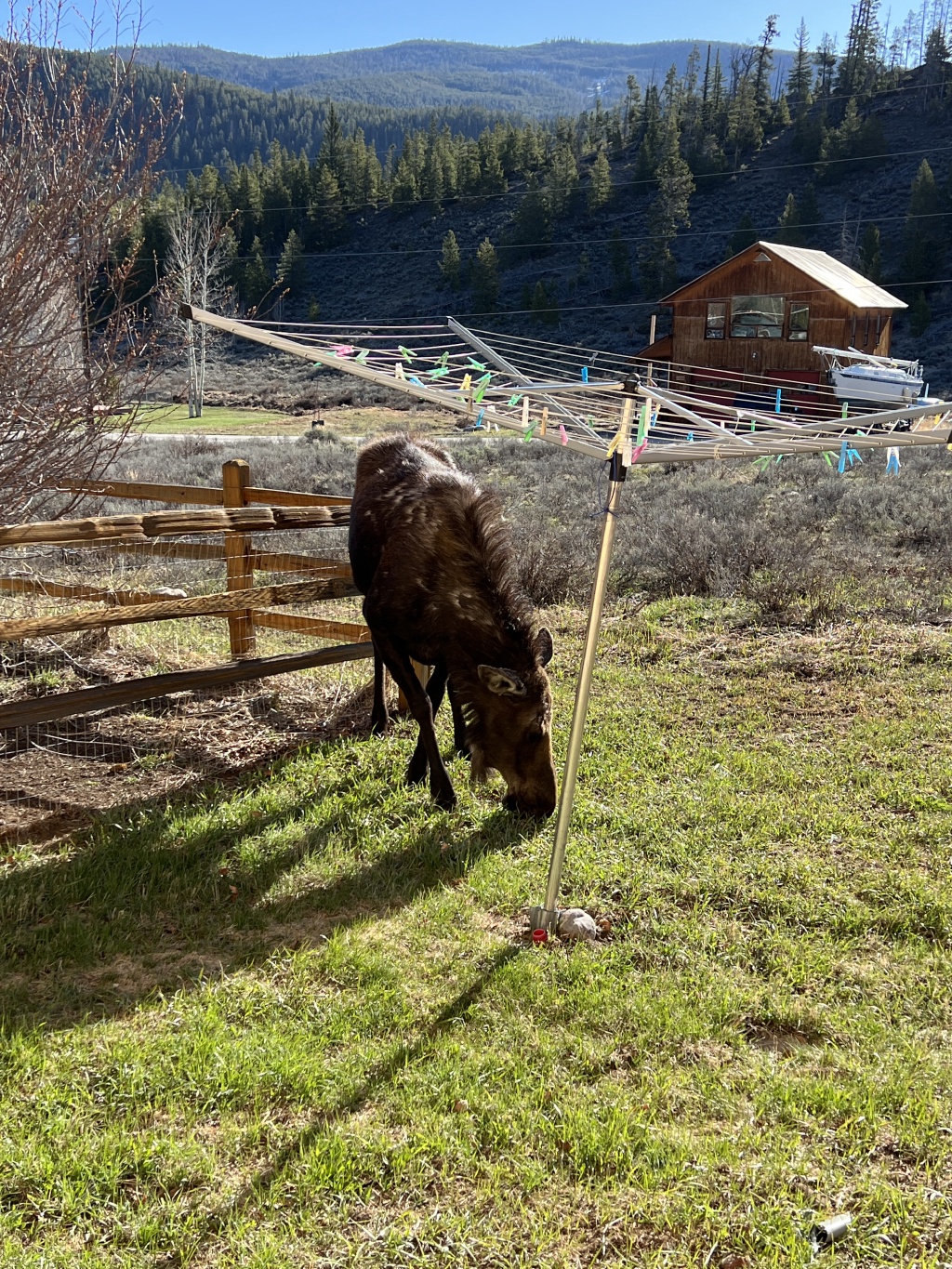 2024/05(May)/Moose/1024x768_2024-05-16-Moose-34.JPG