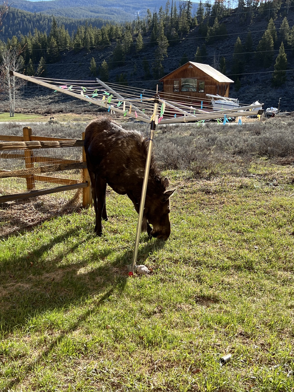 2024/05(May)/Moose/1024x768_2024-05-16-Moose-35.JPG
