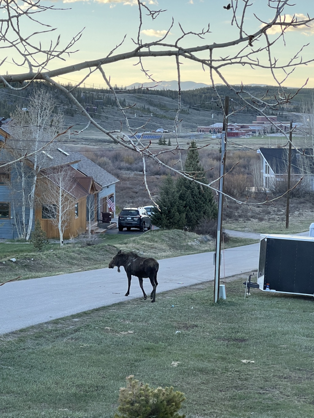 2024/05(May)/Moose/1024x768_2024-05-16-Moose-37.JPG