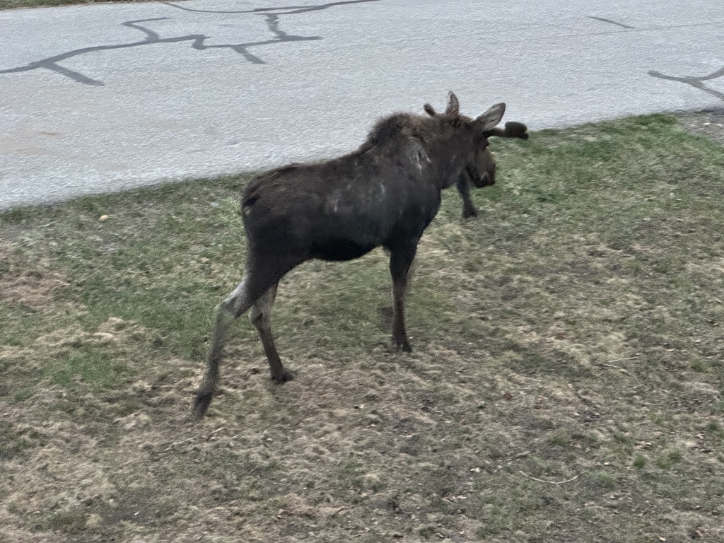 2024/05(May)/Moose/1024x768_2024-05-17-Moose-43.JPG