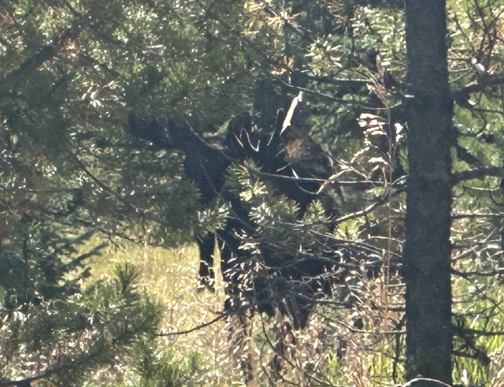2024/05(May)/Moose/1024x768_2024-09-06-Moose-45.JPG