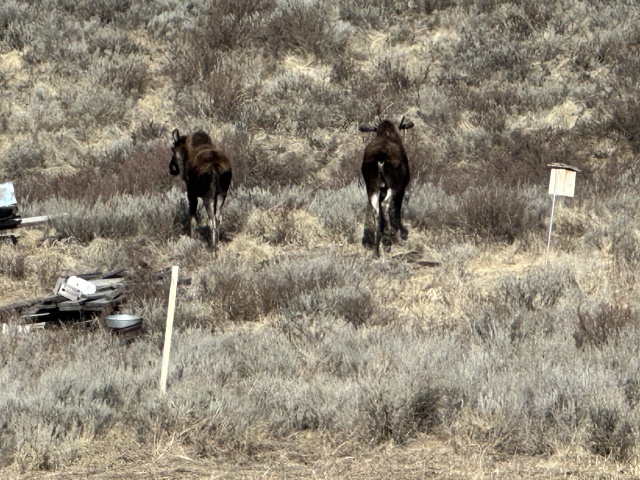 2024/05(May)/Moose/640x480_2024-05-02-Moose-03.JPG