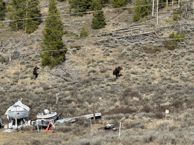 2024/05(May)/Moose/640x480_2024-05-02-Moose-05.JPG