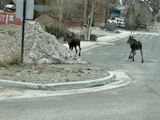 2024/05(May)/Moose/640x480_2024-05-11-Moose-09.JPG