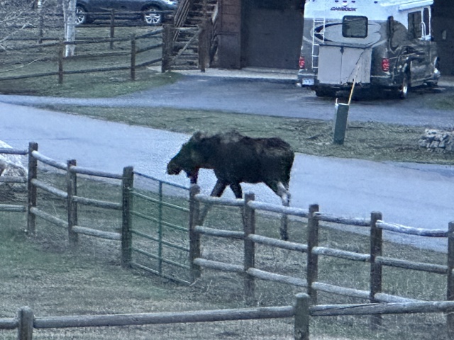 2024/05(May)/Moose/640x480_2024-05-11-Moose-11.JPG
