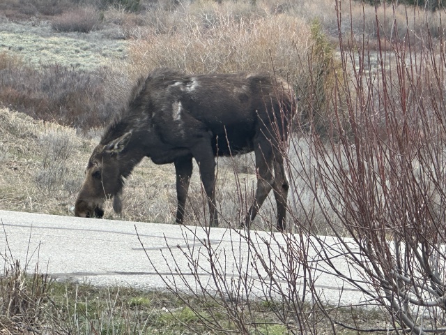 2024-05-15-Moose-17.JPG