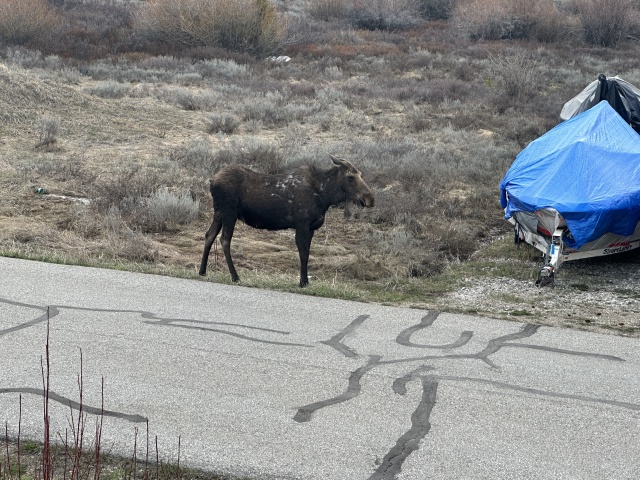 2024/05(May)/Moose/640x480_2024-05-15-Moose-18.JPG