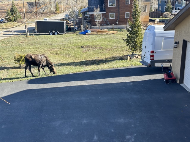 2024/05(May)/Moose/640x480_2024-05-16-Moose-25.JPG