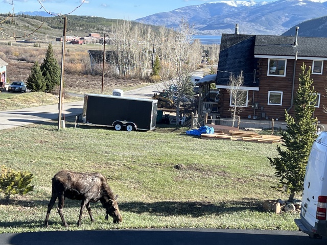 2024/05(May)/Moose/640x480_2024-05-16-Moose-26.JPG