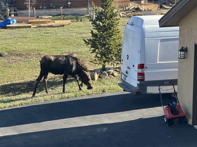 2024/05(May)/Moose/640x480_2024-05-16-Moose-30.JPG