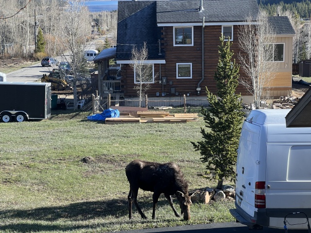 2024/05(May)/Moose/640x480_2024-05-16-Moose-31.JPG