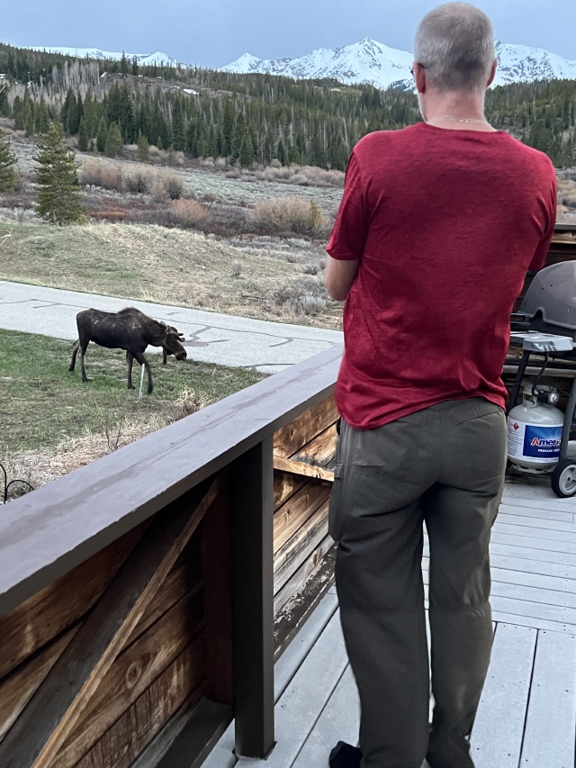 2024/05(May)/Moose/640x480_2024-05-17-Moose-40-Travis.JPG
